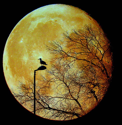 Moon Light alsunna.org (2)